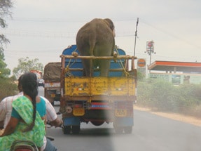 Your turn for a ride, partner. Photo by Ehsan Syed, Cerritos, Calif.
