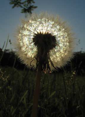 Image of dandelion seed head with the sun in the background in Van Cortlandt Park, Bronx, New York.