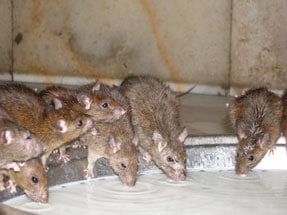Holy Rat! Karni Mata Rat Temple near Bikaner.