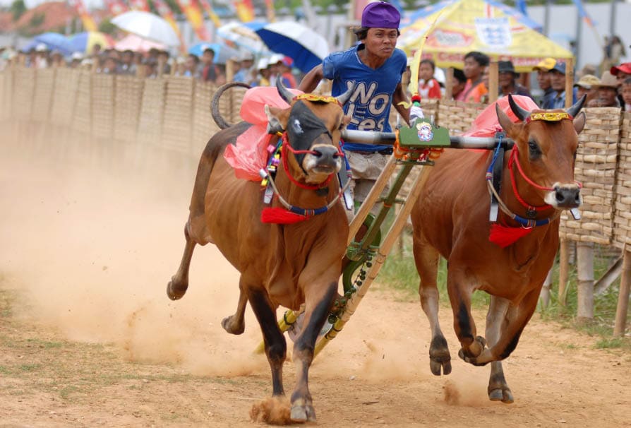 Bull racing in Indonesia.