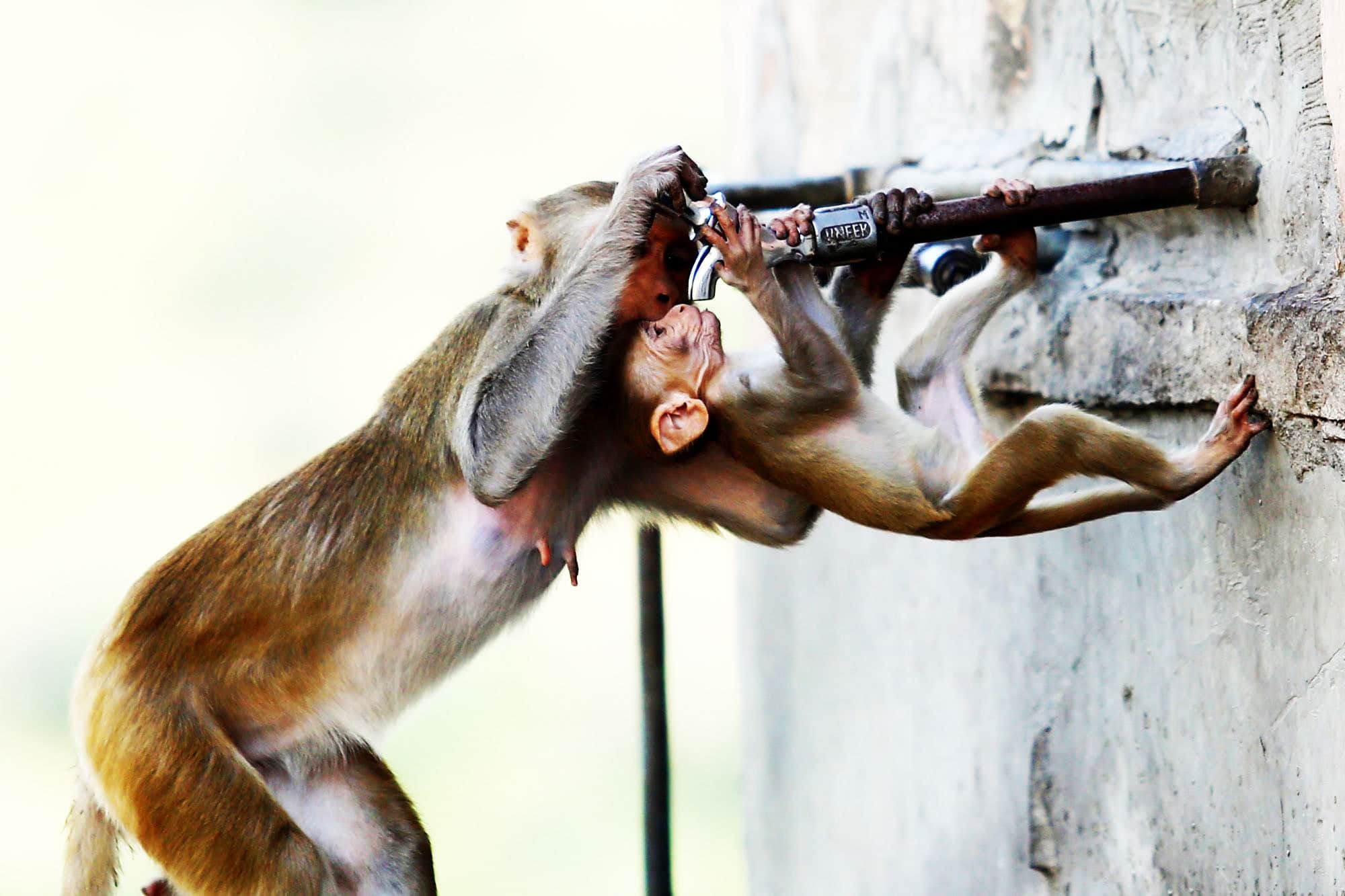 A monkey helps an infant monkey drink water from a tap on hot day in Jaipur.