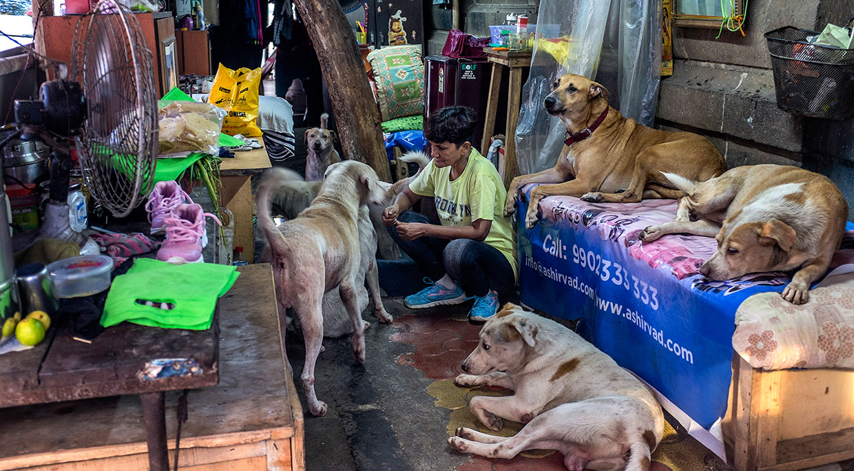A woman with some of the 10 stray dogs she cares for in her small home in the Colaba area of Mumbai, Sept. 25, 2017. India has a long tradition of caring for strays, or “community dogs,” which are protected by Indian law.