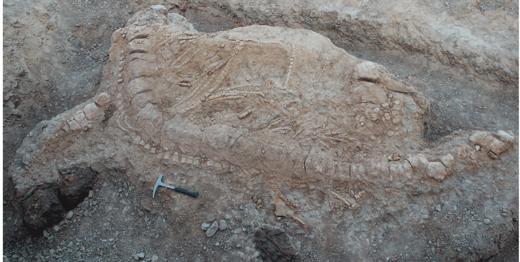 Field photograph of the excavated ichthyosaur skeleton in Kachchh, India.