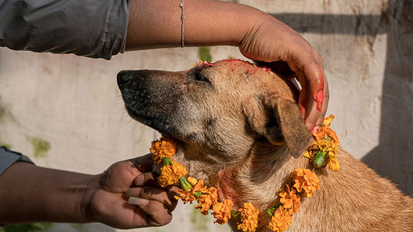 A devotee worships a dog on Kukur Tihar festival in Nepal. According to legend, the dead have to pass a door guarded by a dog.Photo: Lwp Kommunikáció, CC