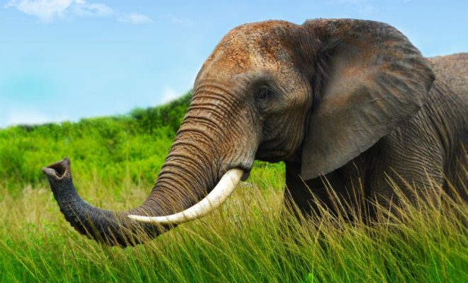 An African elephant in Zimbabwe.