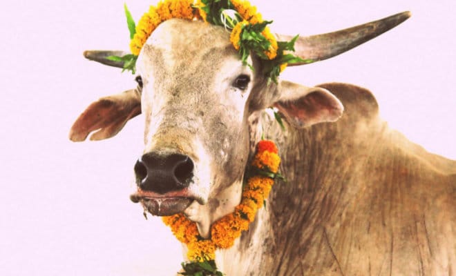Merry, the rescued Indian bull.