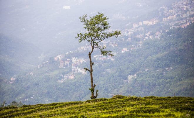 A tree grows on a hill as residential properties in Gangtok are seen in the background near an organic farm in Rumtek, India.