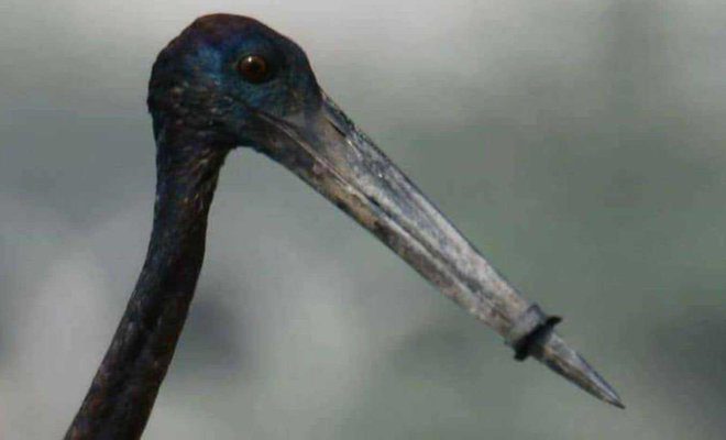 A stork with a ring around its beak is seen in Gurgaon India on June 7.