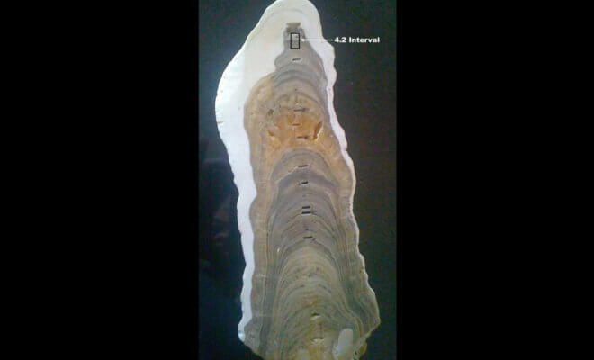 The stalagmite from India with the GSSP for the beginning of Meghalayan Age.