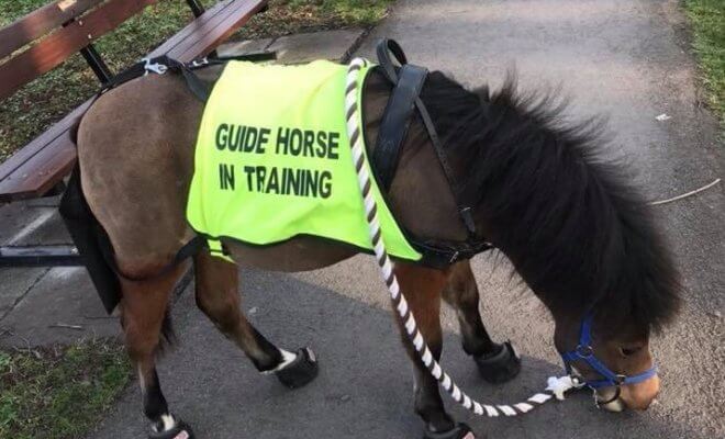 Photo: Twitter @DigbyGuideHorse