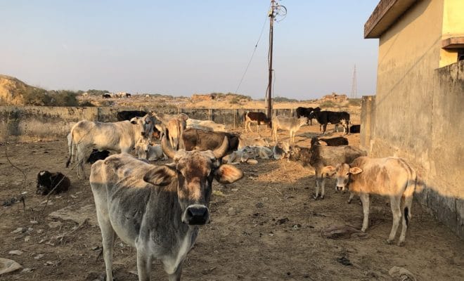 To accommodate stray cattle, officials in north India created temporary shelters, like this one at an unused market complex in the town of Sadabad.