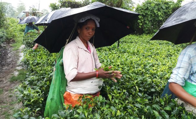 Workers in Darjeeling tea estate.